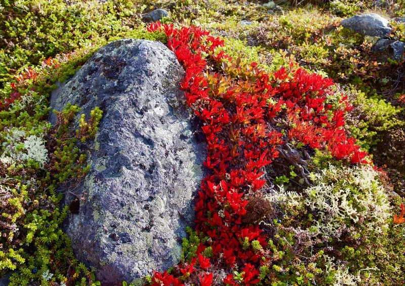 44349 Natur - Blumen Puzzle
