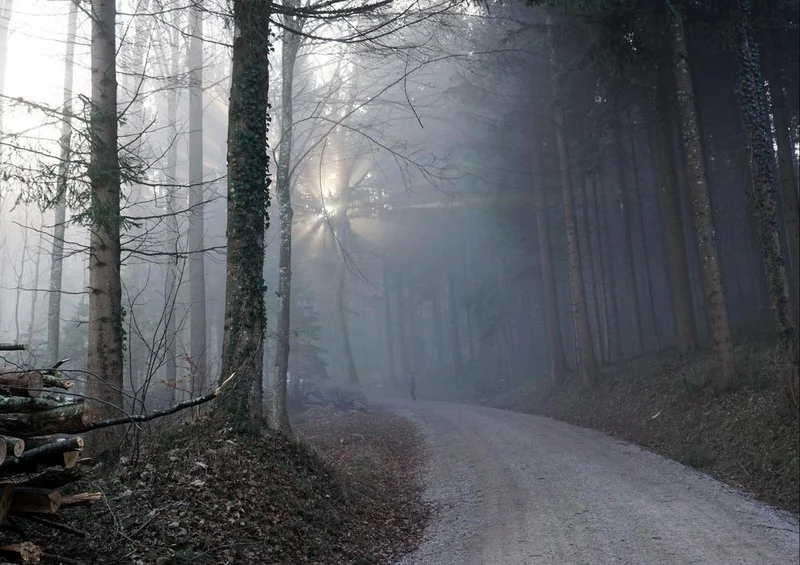 23680 Natur - Waldweg Puzzle