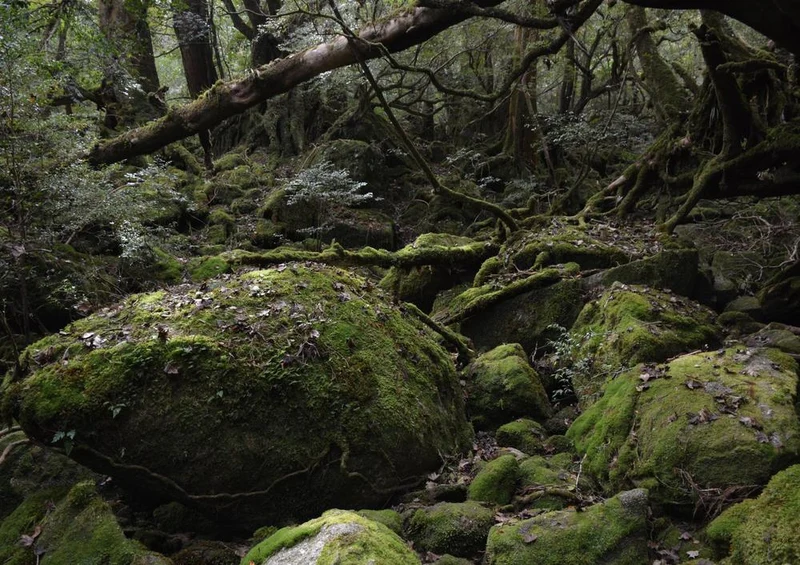 20494 Natur - Moos im Wald Puzzle