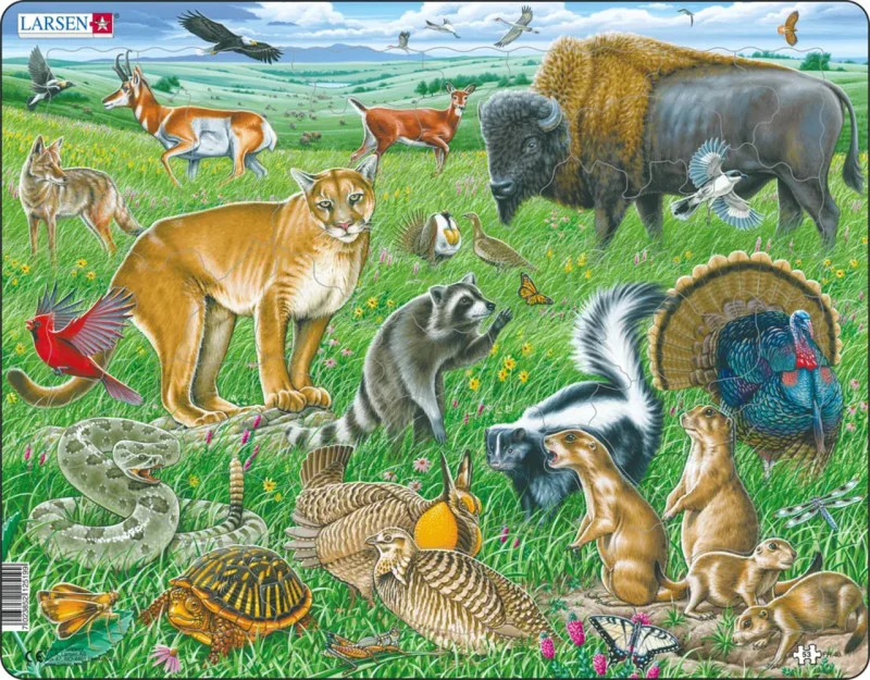 American Prairie
