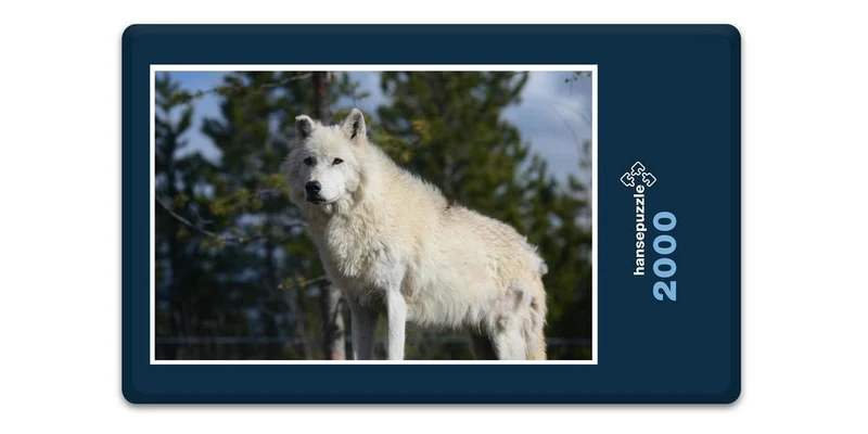 19830 Tierwelt - Wolf Puzzle