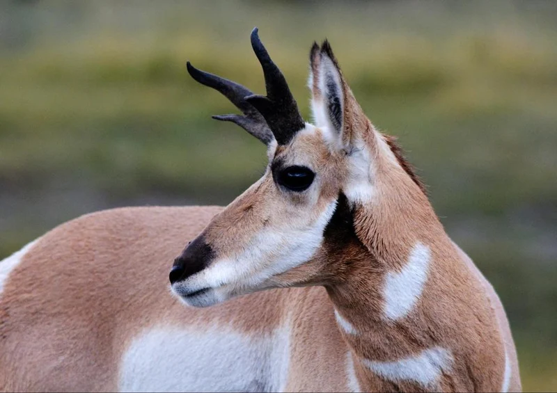 19820 Tierwelt - Antilope Puzzle