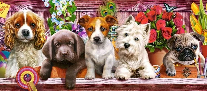 Puppies on a Shelf