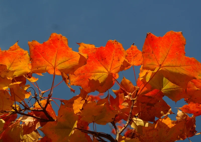 44260 Natur - Herbstfärbung Puzzle