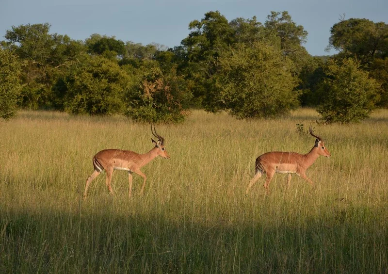 18298 Natur - Impala Puzzle