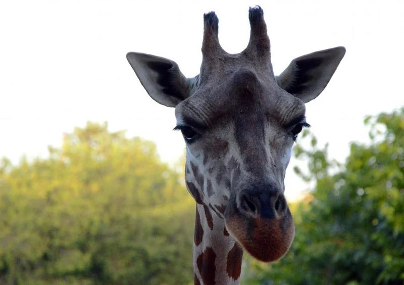 31162 Natur - Giraffe Puzzle