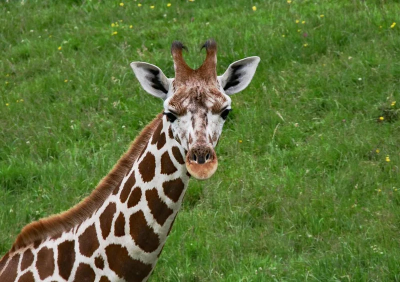 18296 Natur - Giraffenbaby Puzzle