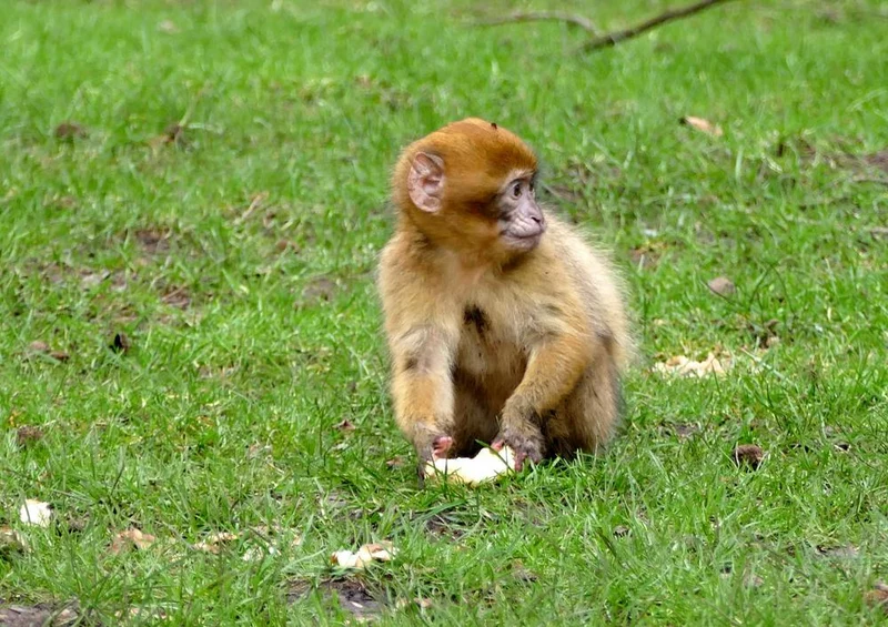 20032 Tierwelt - Affe auf Wiese Puzzle