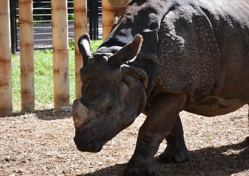 25390 Tierwelt - Nashorn Puzzle
