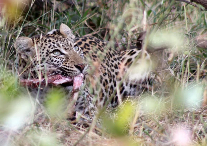 18285 Natur - Leopard Puzzle