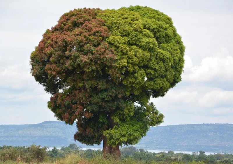 19975 Natur - Doppel-Baum Puzzle