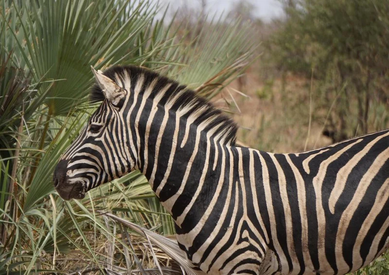 18282 Natur - Zebra Puzzle