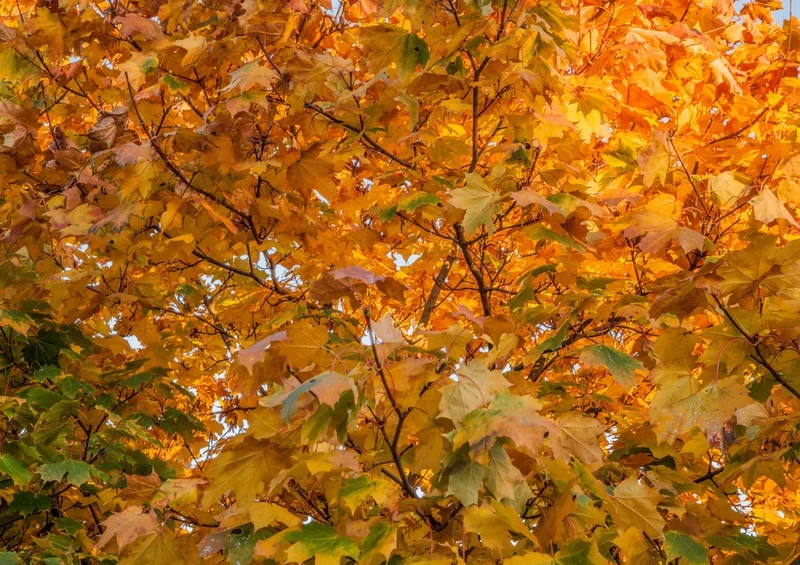 44316 Natur - Herbst Puzzle