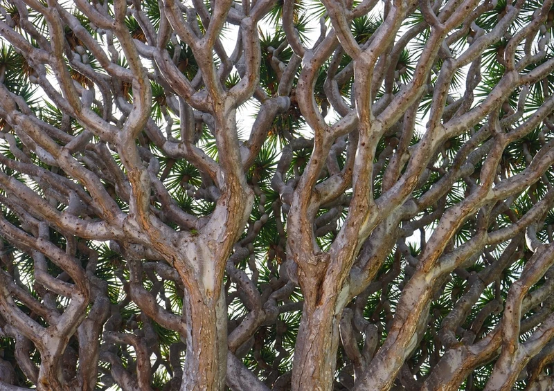 44509 Natur - Drachenbaum Puzzle
