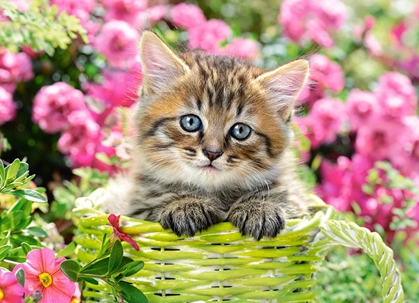 Kitten in FLower garden, 100pc