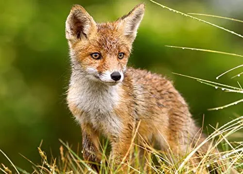 Little Fox On The Meadow