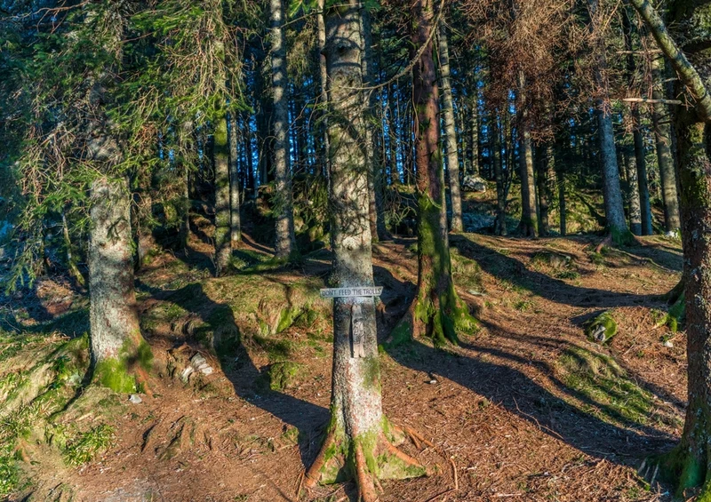 37217 Natur - Norwegen Puzzle