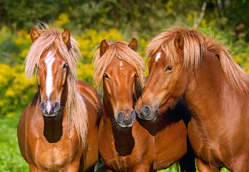 Horse Friends