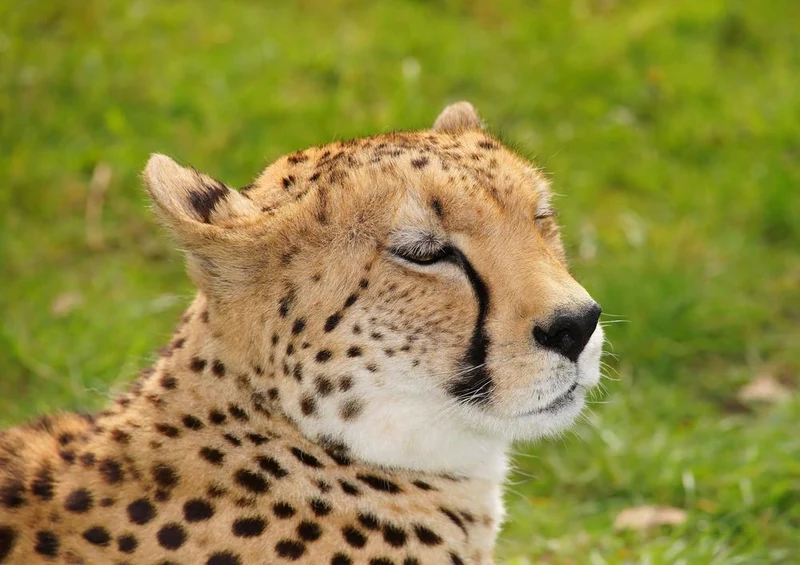 18281 Natur - Leopard Puzzle