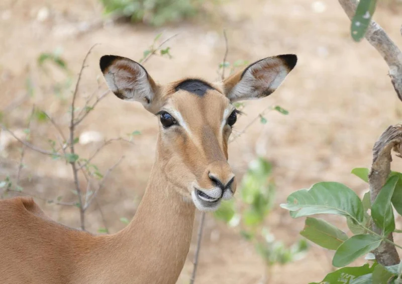 18280 Natur - Impala Puzzle