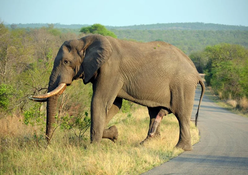 18276 Natur - Elefant Puzzle