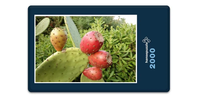 19965 Natur - Kaktus Puzzle