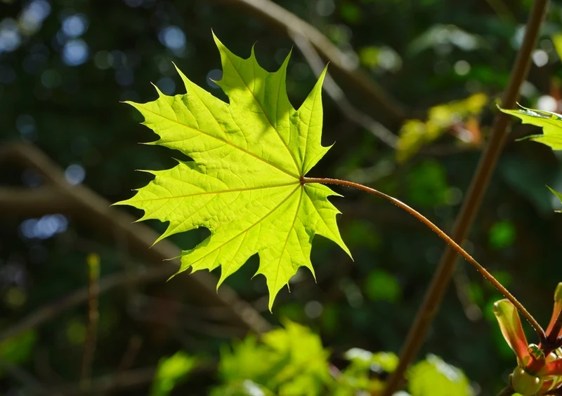 37183 Natur - Blatt Puzzle