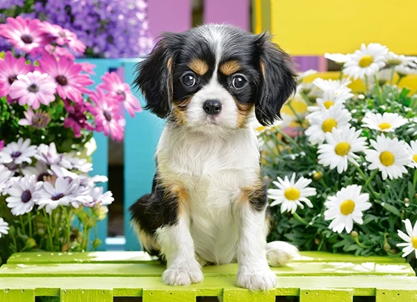 Spaniel Puppy in Flowers, 70pc