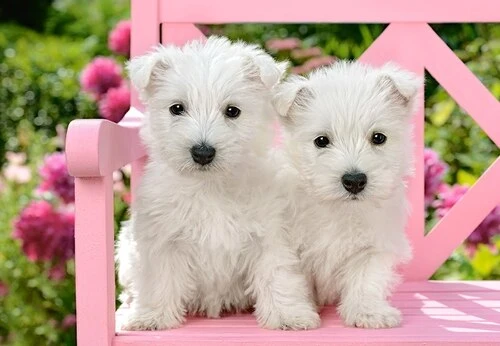 White Terrier Puppies, Greg Cuddiford