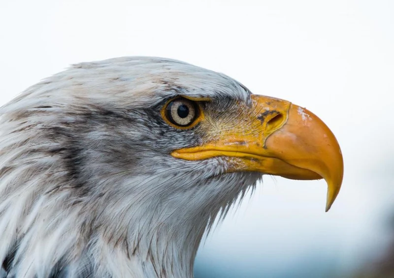 18265 Natur - Weißkopf-Seeadler Puzzle