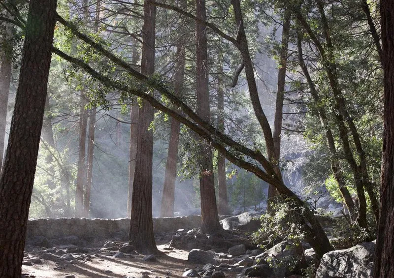 23403 Natur - Nebel im Wald Puzzle