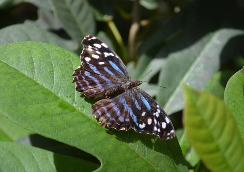 23884 Natur - Schmetterling Puzzle
