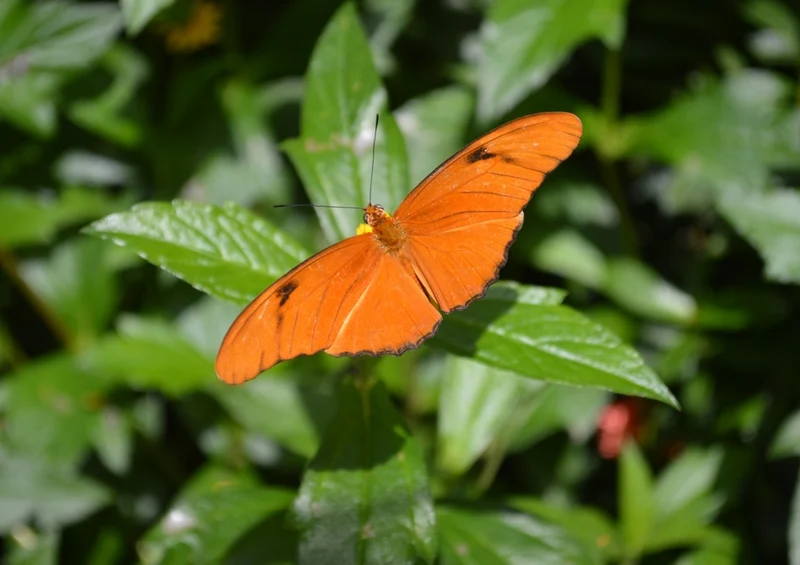 39417 Natur - Schmetterling Puzzle