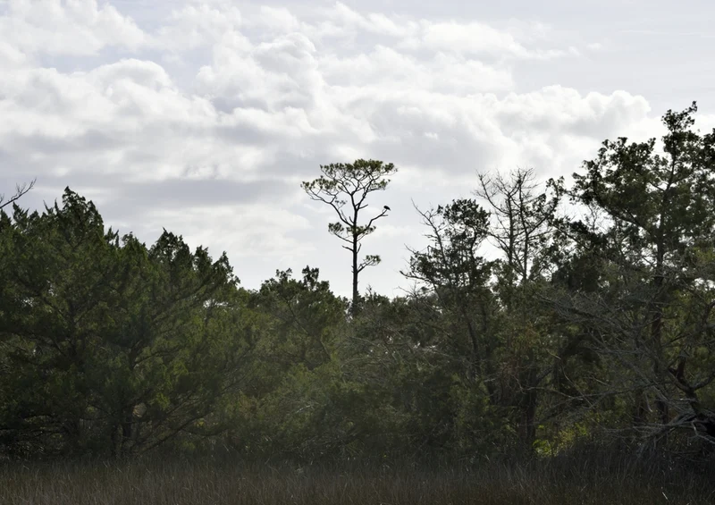 43695 Natur - Florida Puzzle