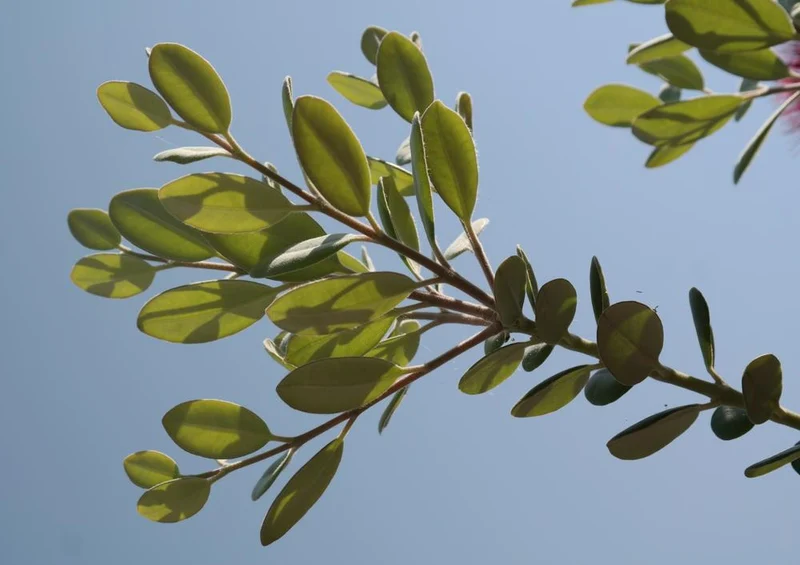 24867 Natur - Eisenholzbaum Puzzle