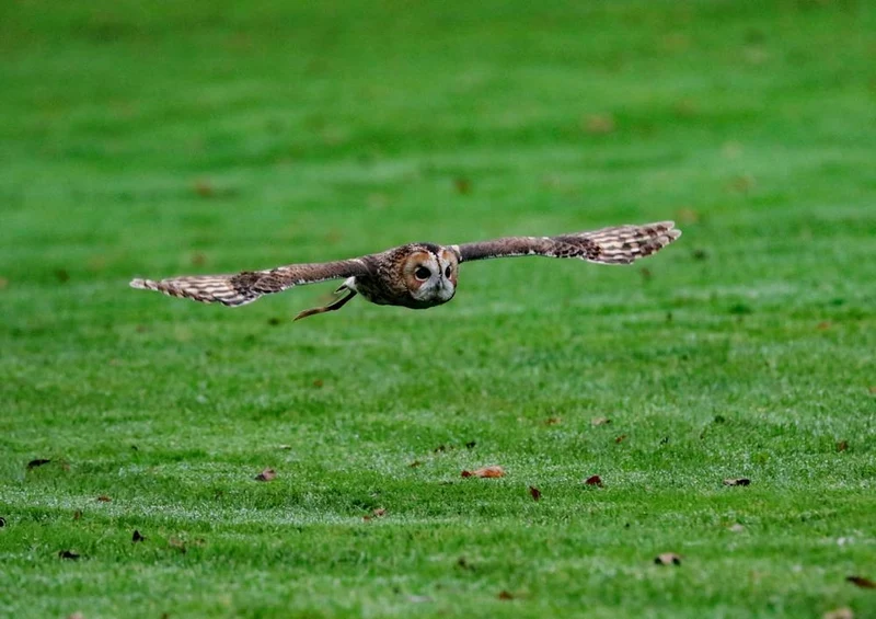 26266 Tierwelt - Eule im Flug Puzzle