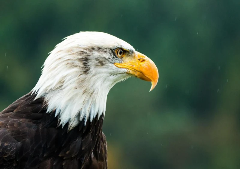 23974 Tierwelt - Weißkopfseeadler Puzzle