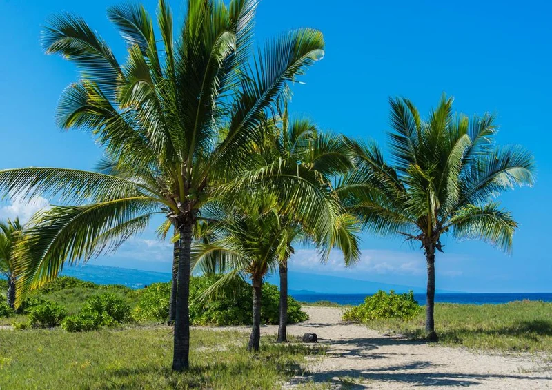 19605 Natur - Palmen am Strand Puzzle