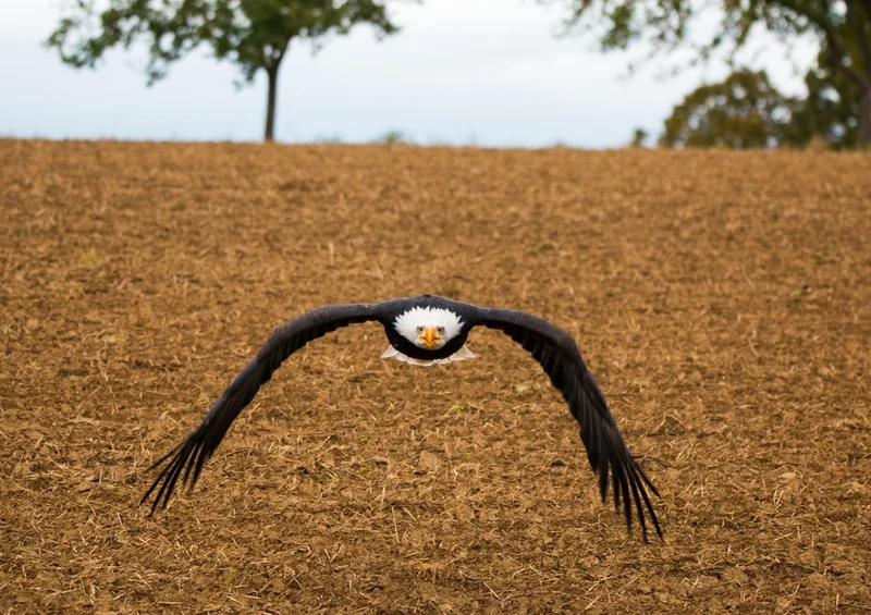 43769 Tierwelt - Adler Puzzle