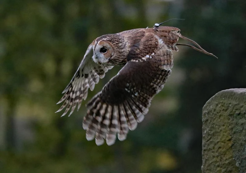 24061 Tierwelt - Eule im Flug Puzzle