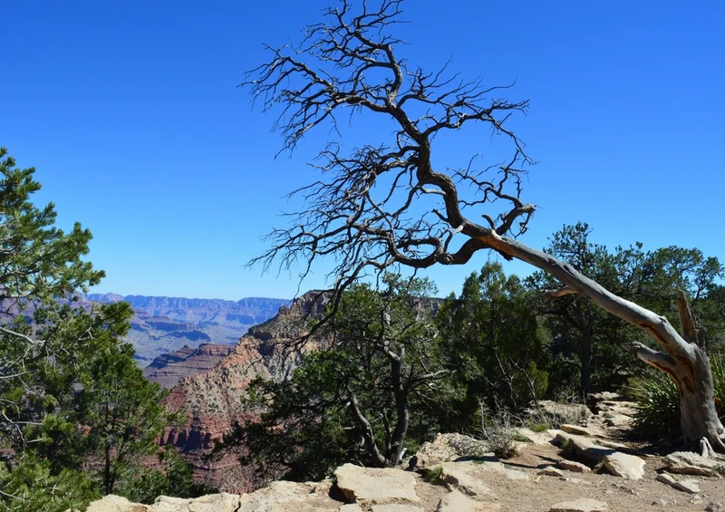 43762 Natur - Grand Canyon Puzzle