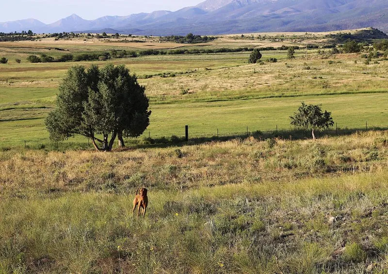 19750 Natur - Colorado Puzzle