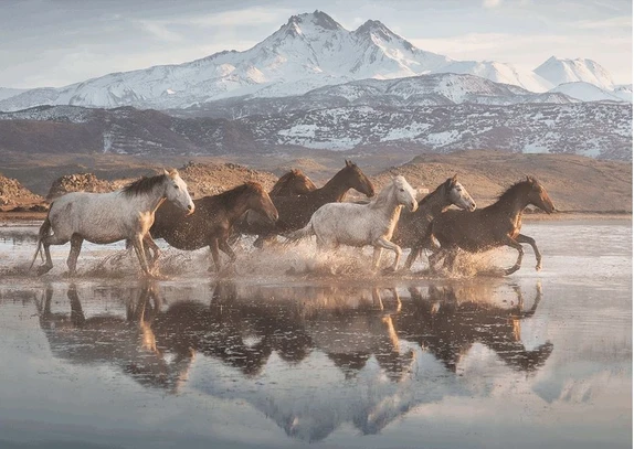Horses in Cappadocia