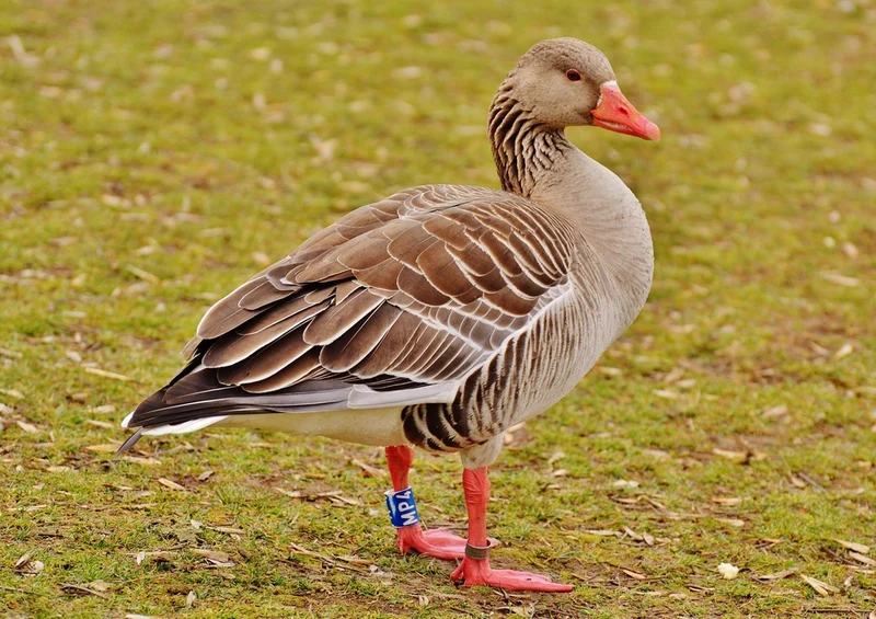 36649 Tierwelt - Gans Puzzle