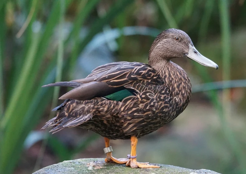 36644 Tierwelt - Ruderente Puzzle