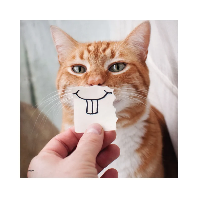Ravensburger Funny Animal Portraits (Portrait d'animaux)