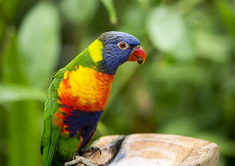 36472 Tierwelt - Papagei Puzzle