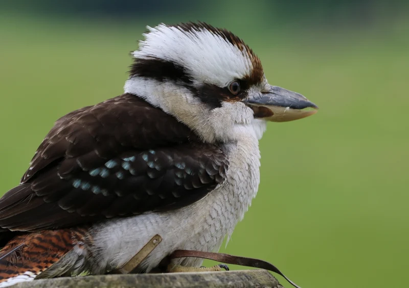 36462 Tierwelt - Kookaburra Puzzle