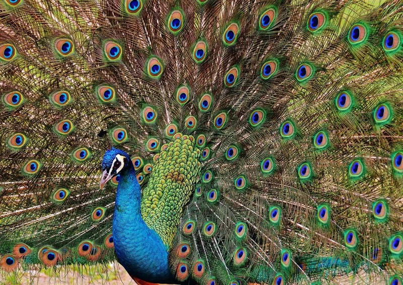 25300 Tierwelt - Pfau Puzzle