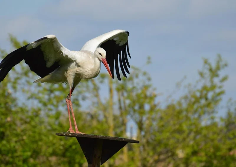 30874 Tierwelt - Storch Puzzle